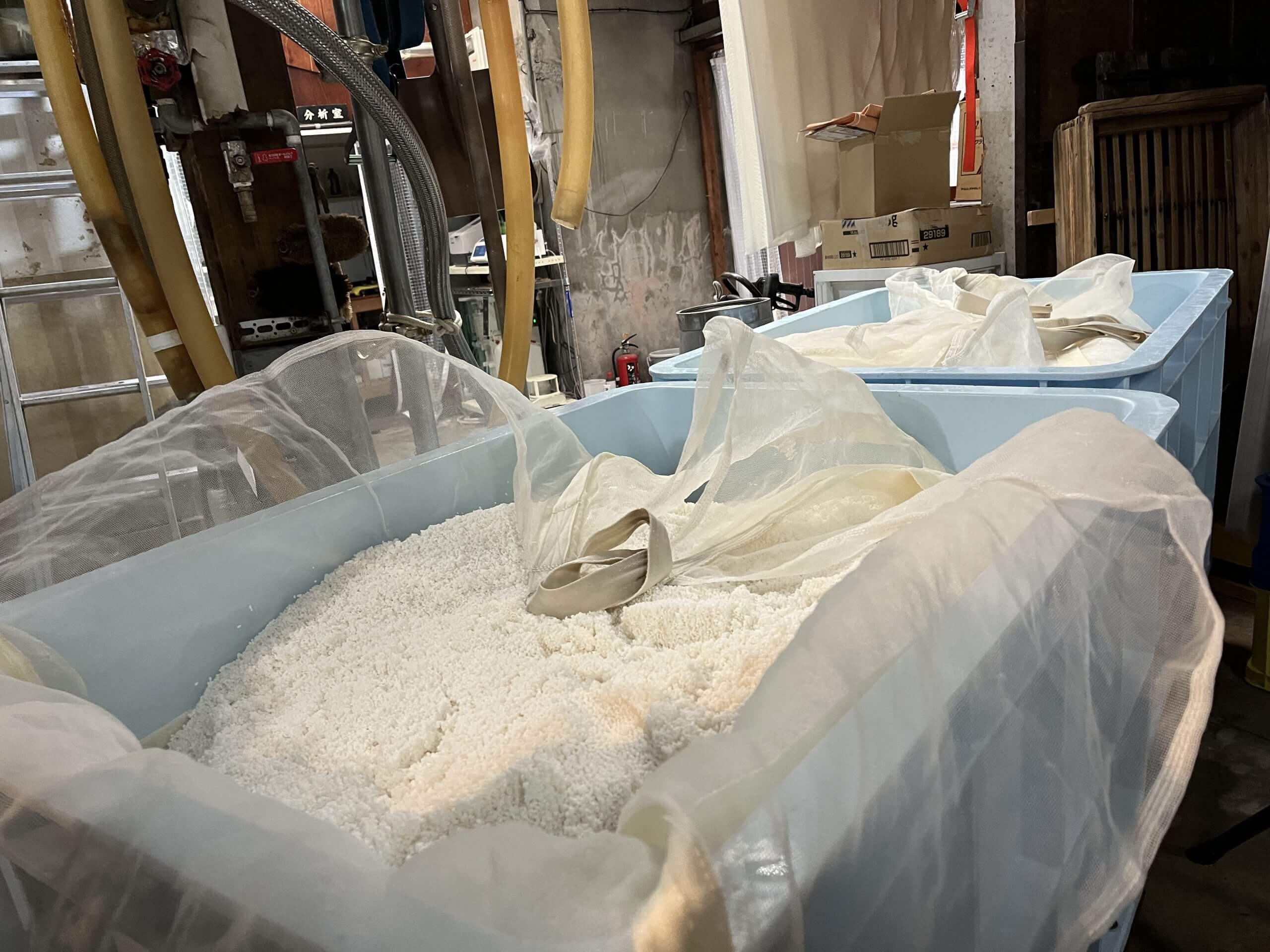 Freshly washed rice for sake brewing at Sasaki Brewery in Kyoto