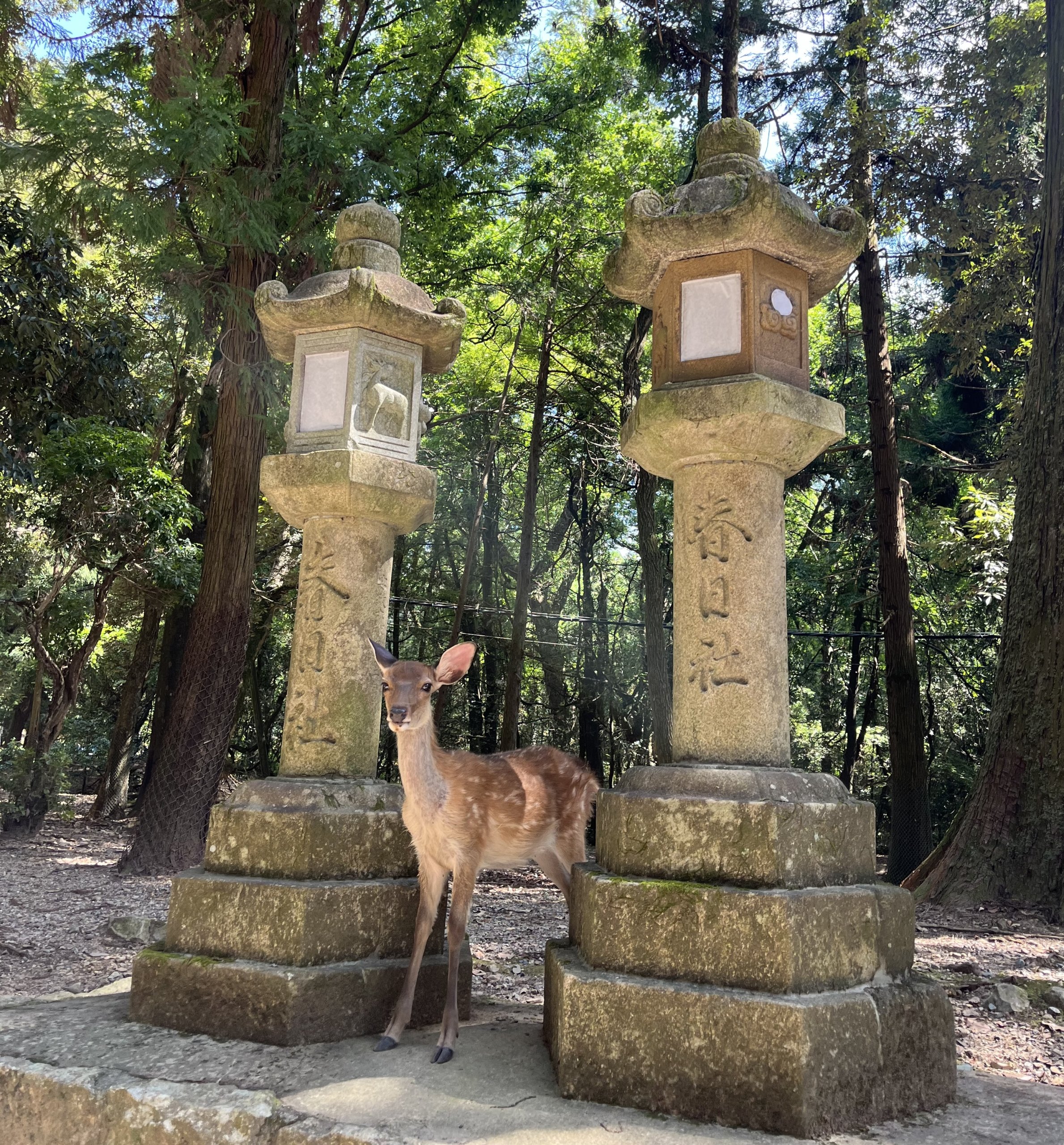Sacred deer standing beside stone lanterns at Kasuga Taisha in Nara