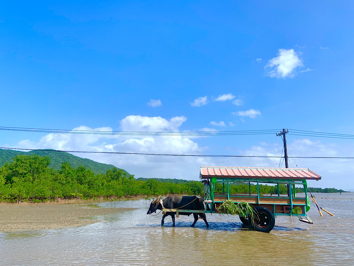 Traditional water buffalo cart crossing shallow water to Yubu Island in Okinawa
