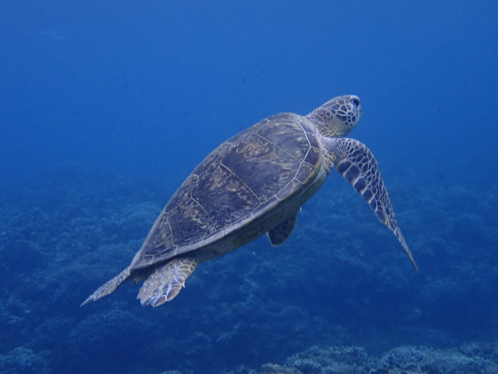 Sea turtle swimming underwater in clear ocean during a dive in Zamami Island Okinawa