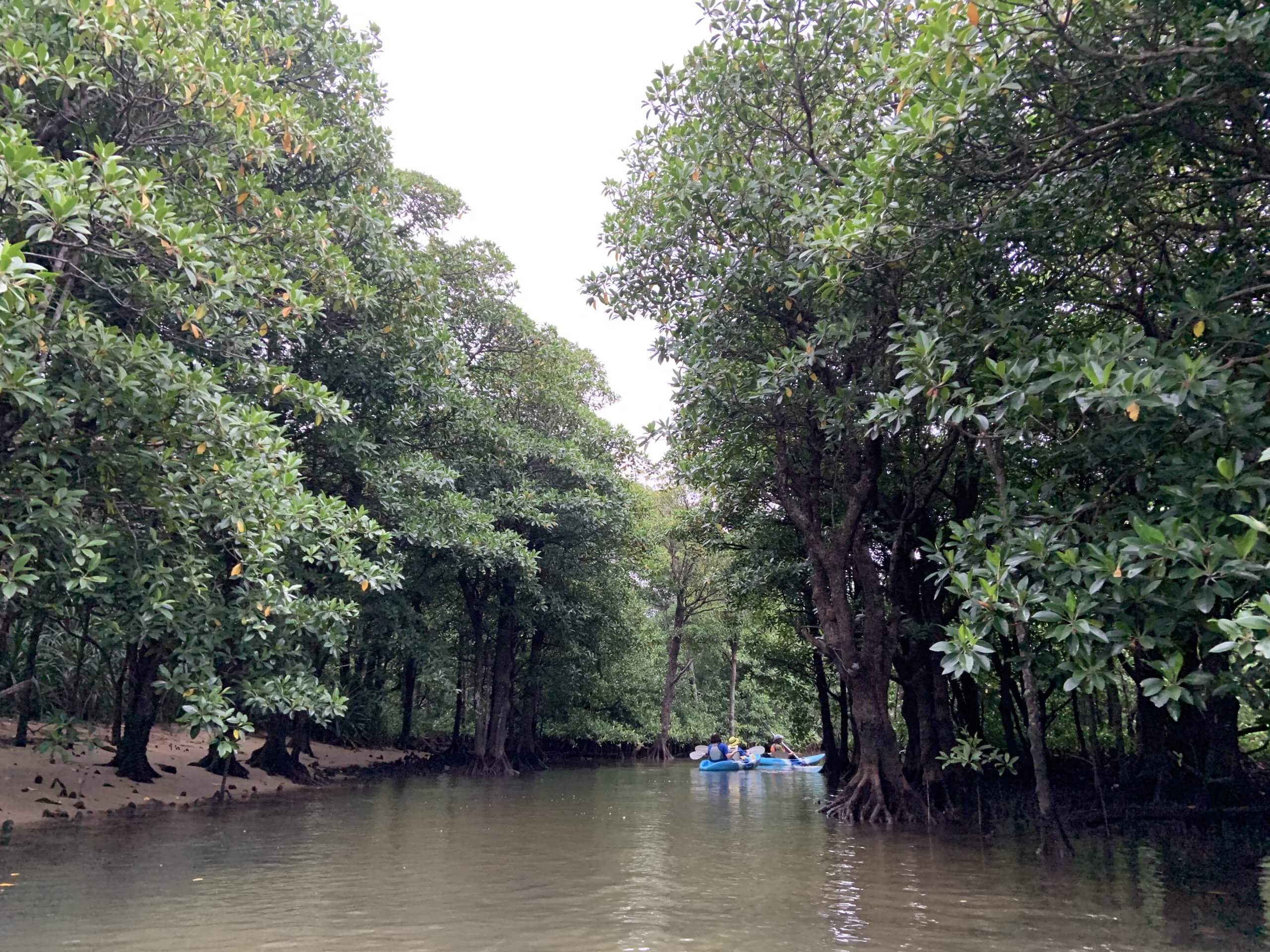 Kayaking through mangrove forest river in Iriomote Island, Okinawa